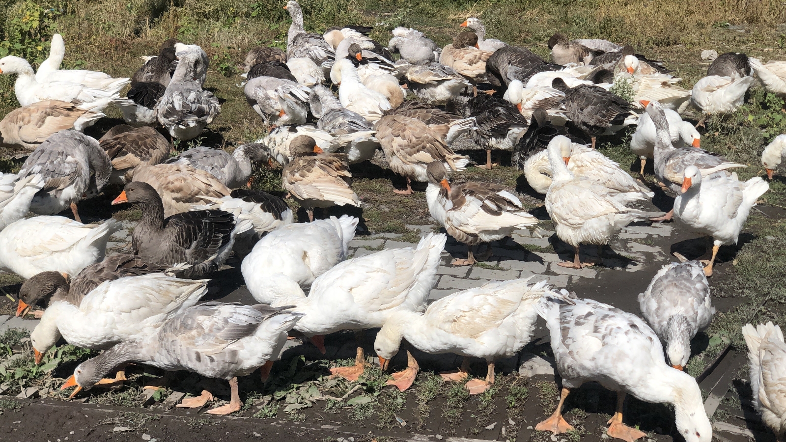 Kars’ta kazlar sofralara pahalı gelecek