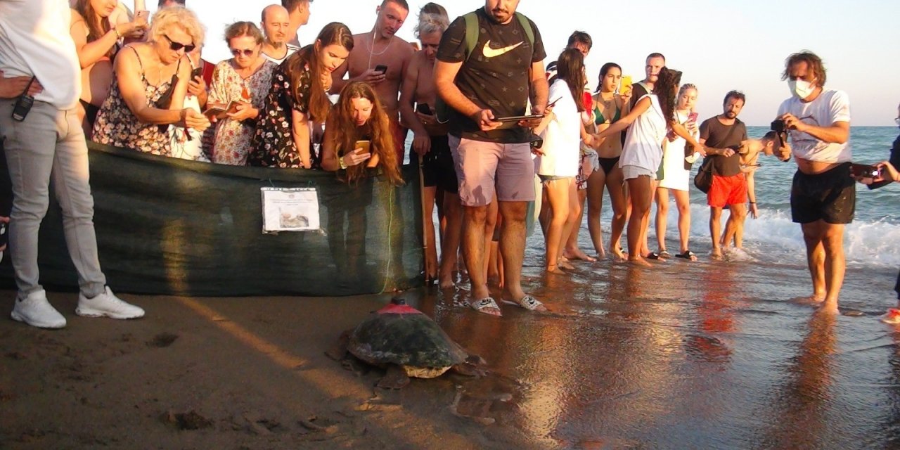 Tedavisi tamamlanan deniz kaplumbağaları yaşam alanlarına bırakıldı