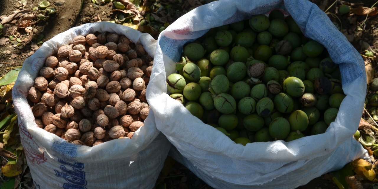 Türkiye’nin ceviz diyarında hasat başladı: İlçe ekonomisine 20 milyon katkı sağlayacak