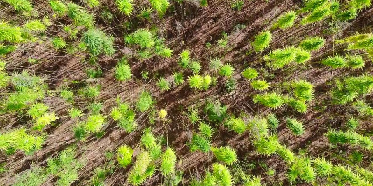 Yerli ve milli kenevirler hasat için gün sayıyor: Boyu 4,5 metreye ulaştı