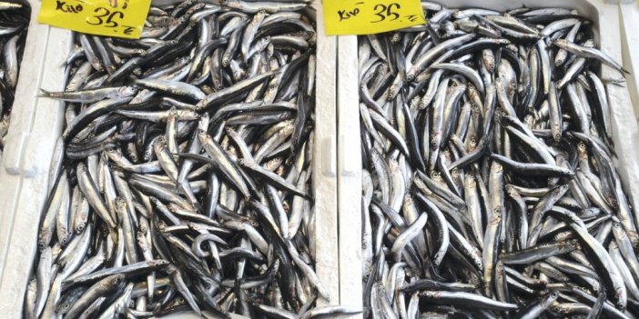 Hamsinin fiyatı düşmüyor, lüferde bolluk var
