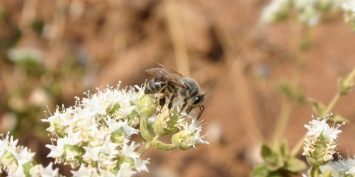 Kekikten ekonomiye 1 milyar TL katkı