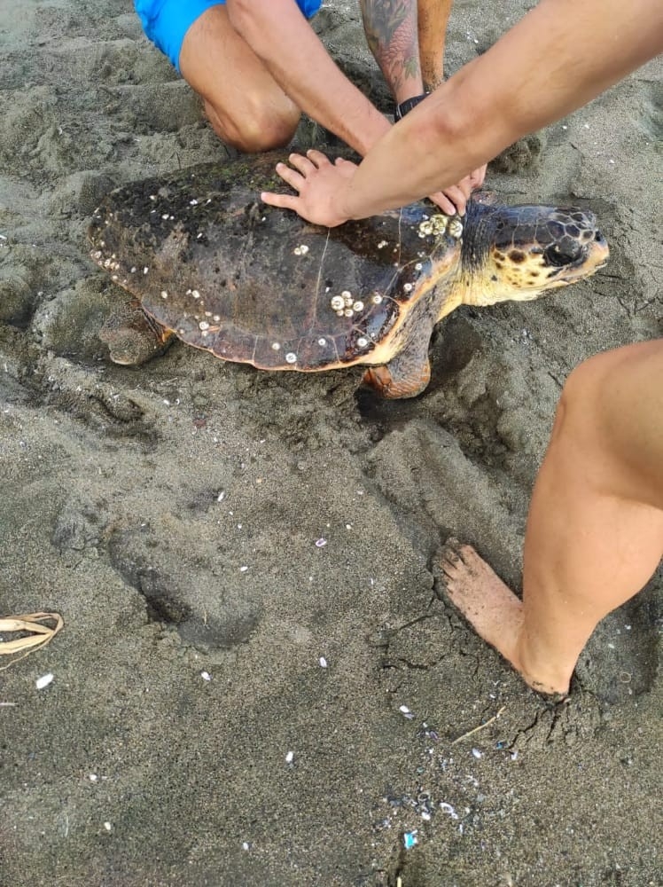 Başına darbe alan yaralı caretta carettayı cankurtaranlar kurtardı