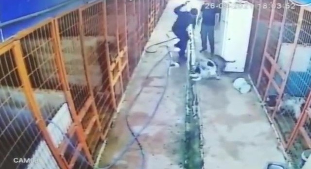 Tuzla’da av tüfeği ile köpeği telef eden şahıs kamerada