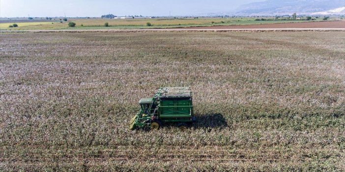Amik Ovası'nda Ekim Alanları Genişleyen Pamukta Rekolte Beklentisi Arttı