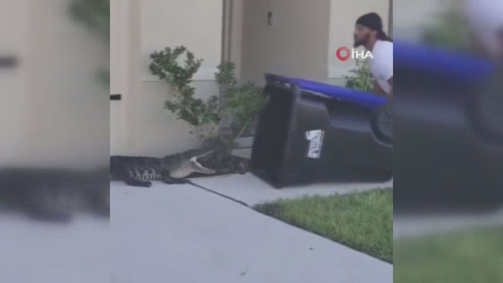 Bahçesine giren timsahı çöp kovasıyla yakaladı