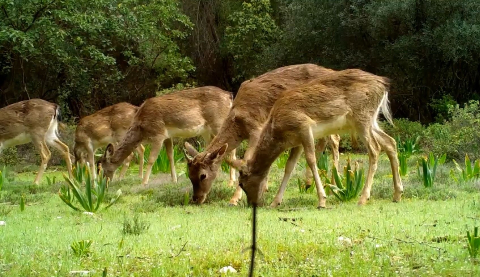 Dünyada genetiği bozulmamış tek saf alageyik ırkı Türkiye’de
