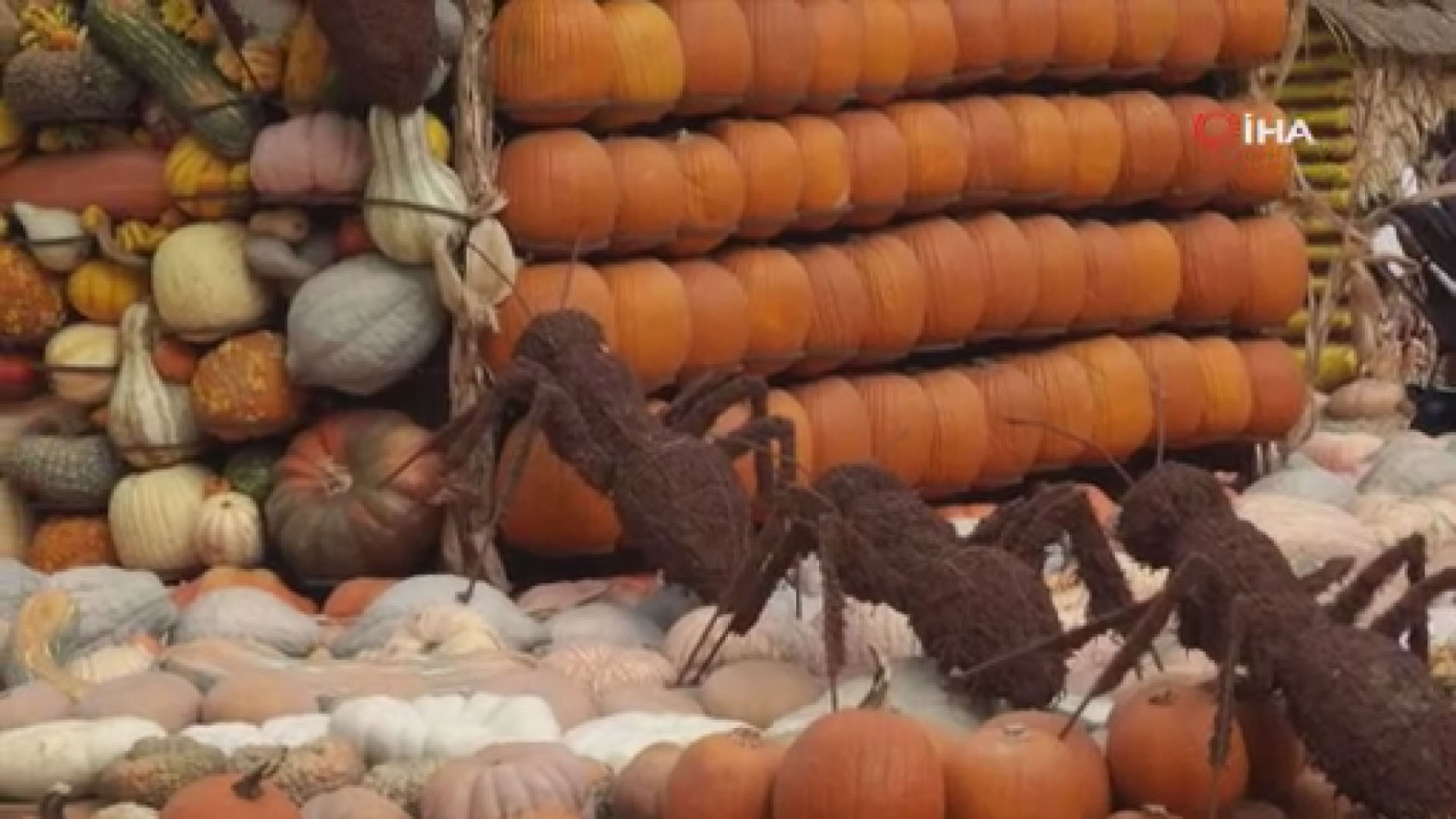 ABD’de 90 binden fazla balkabağının bulunduğu sergi açıldı