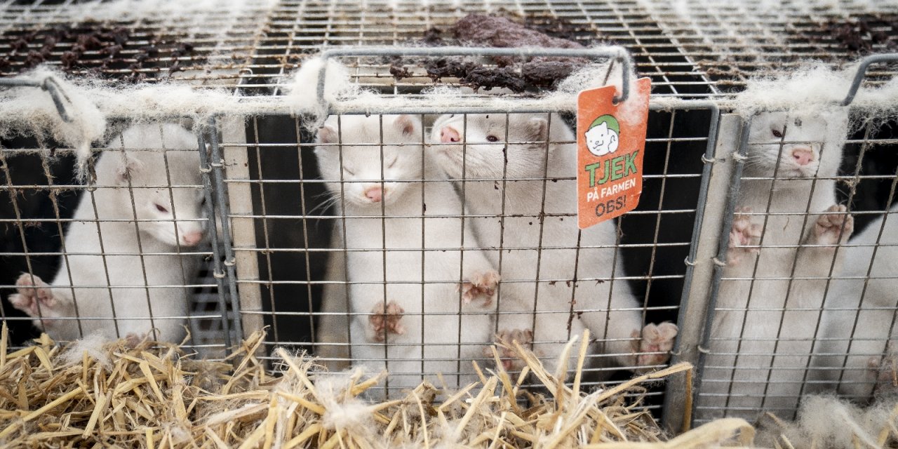 Finlandiya’da vizonlar Covid-19’a karşı aşılanacak