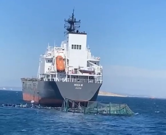 Yük Gemisi Balık Havuzuna Girdi, Bir Milyon Balık Denize Kaçtı