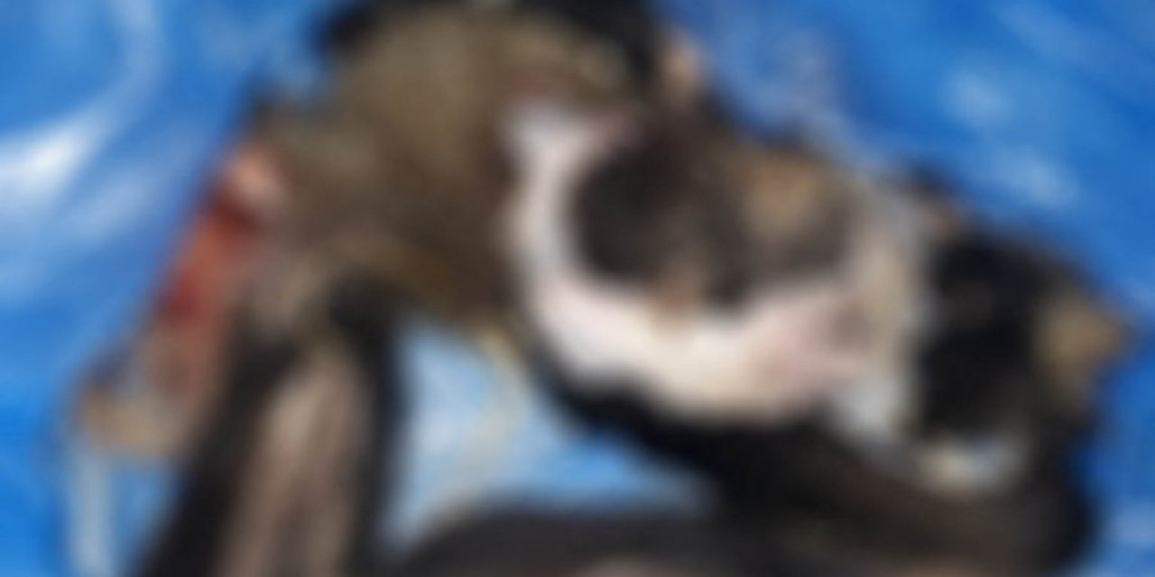 Kuşadası'nda 4 yavru köpek vahşice katledildi