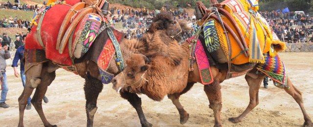 Eski Deve Güreşleri Arenası Sanatın Merkezi Oldu