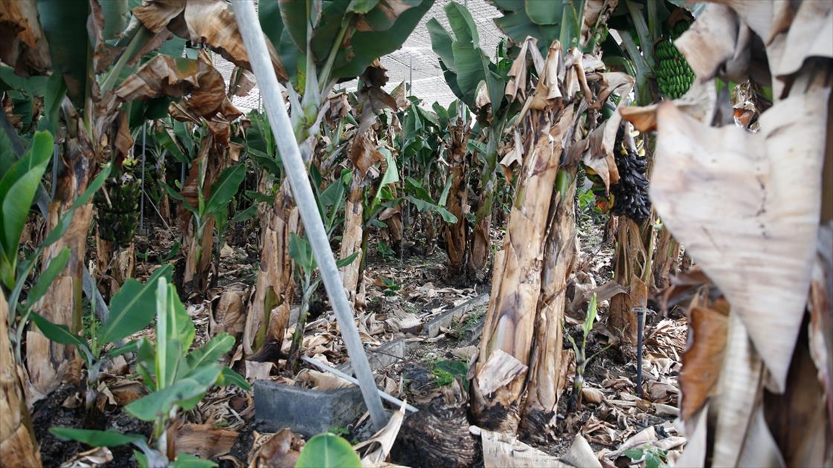 Yanardağ, La Palma Adası'nın Ana Geçim Kaynağı Turizm Ve Tarım Sektörlerini Riske Attı