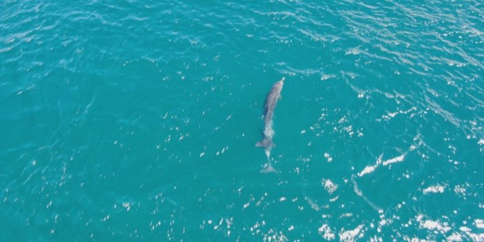 İstanbul’un sevimli misafirleri renkli görüntüler oluşturdu