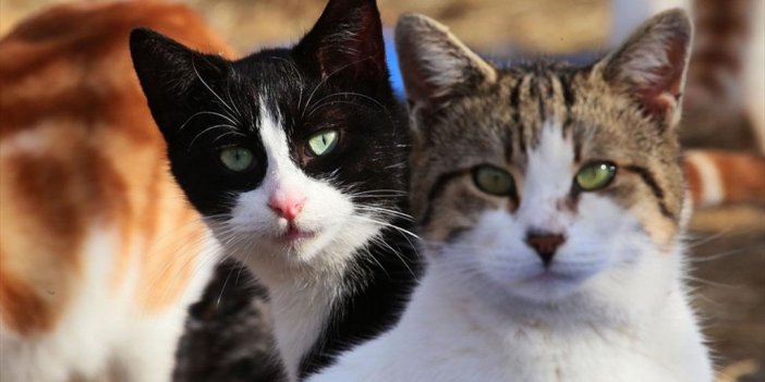 Hayvan Hakları Konusunda Son Bir Yılın En Önemli Gelişmesi Kanun Değişikliği