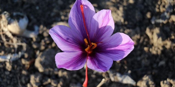 'mucize Bitki' Çiçek Açtı