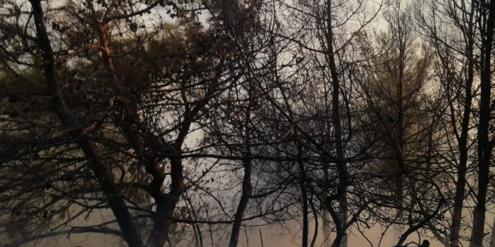 Hatay’da orman yangını