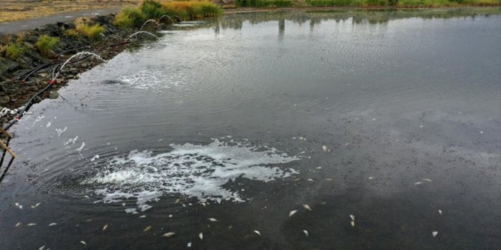 Kuraklıktan Etkilenen Ulaş Gölü'nde Balık Ölümlerini Önlemek İçin Çalışma Başlatıldı
