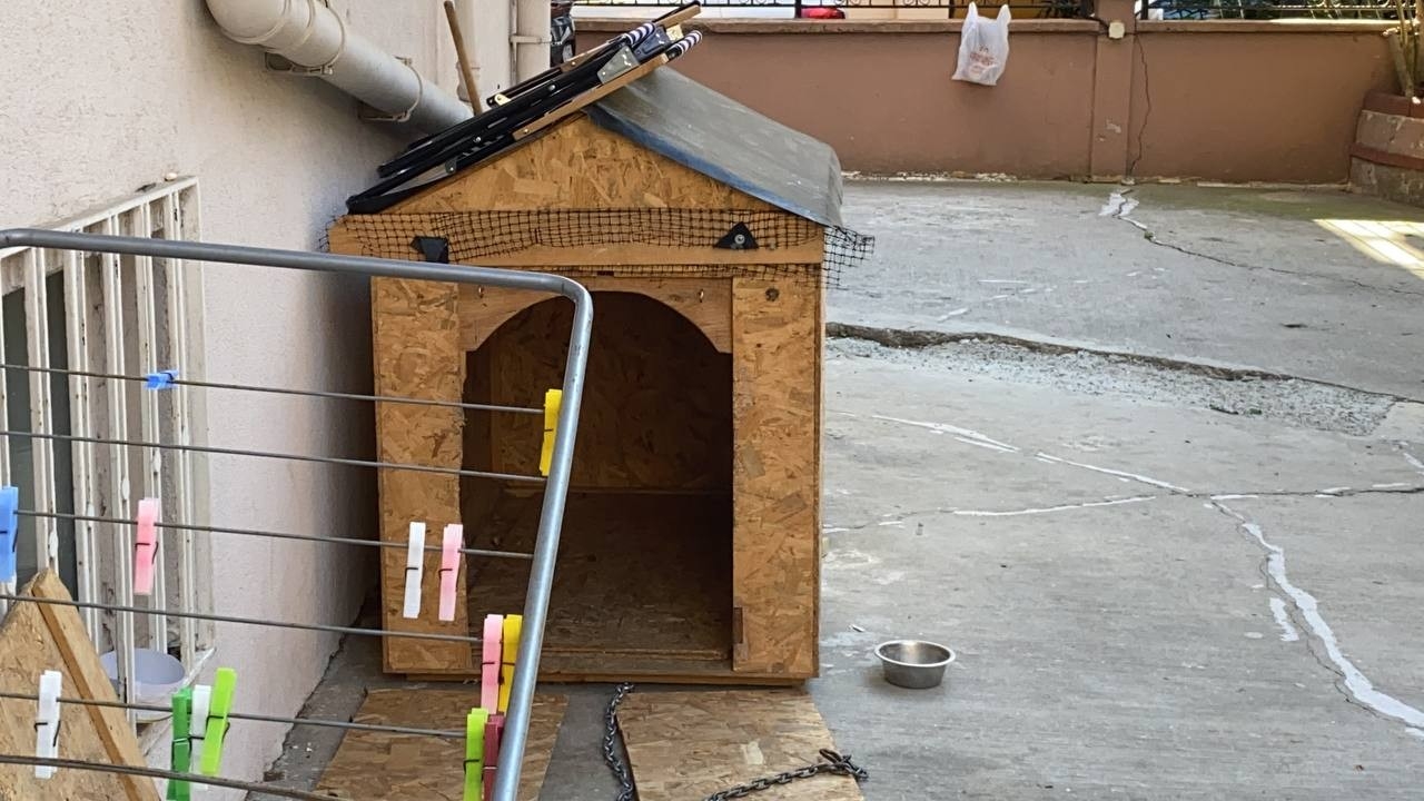 Maltepe’de doktorun köpeğine yumruklu şiddeti kamerada