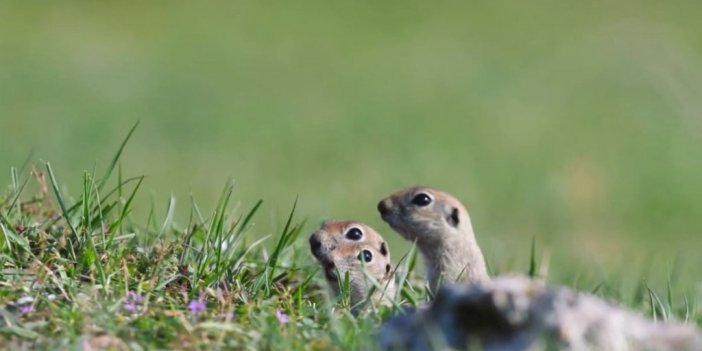 Yer sincaplarının drone şaşkınlığı gülümsetti