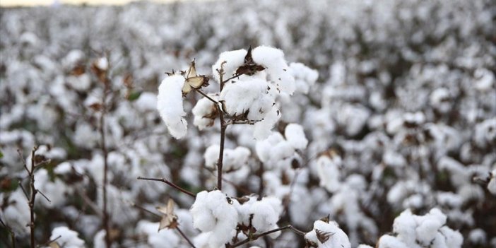 Emtia Piyasasında Pamuk Fiyatları 10 Yıldır İlk Defa 1 Doları Aştı