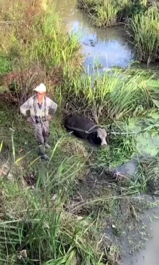 Vatandaşlar Su Kanalına Düşen İnek İçin Seferber Oldu