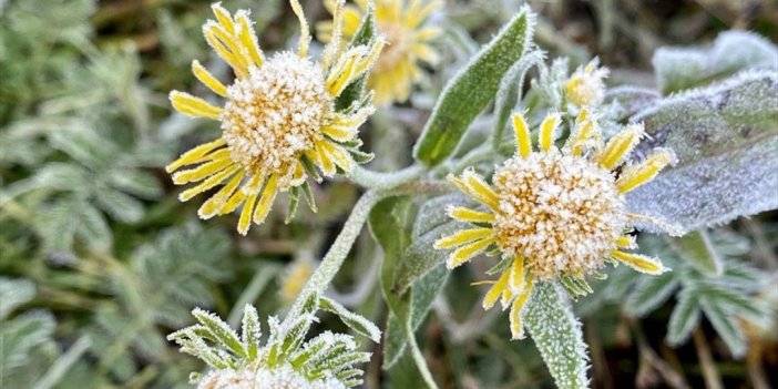 Ardahan'da Soğuk Hava Nedeniyle Kırağı Oluştu