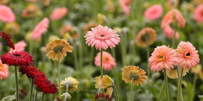 Gerbera Geçen Yıl Üretimi En Fazla Artan Kesme Çiçek Türü Oldu