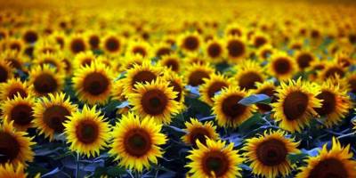 Kuraklık Ve Aşırı Sıcakların Etkisinden Kaçınmak İçin Yazlık Bitkilerde 'Erken Ekim' Önerisi