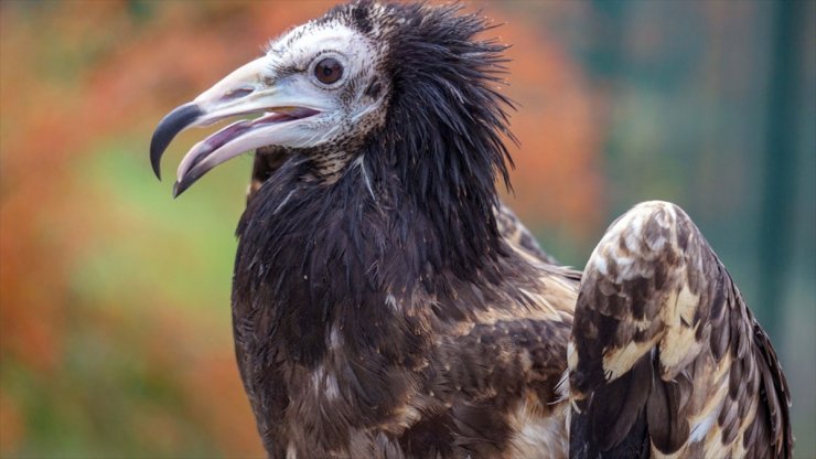 Tedavisi Tamamlanan Yaralı Akbaba Ülkesine Teslim Edildi