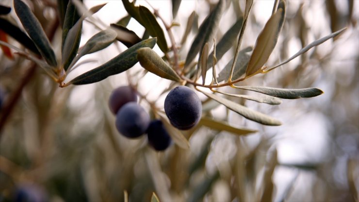 Zeytinde Yüksek Verim ve Kalite Üreticiyi Sevindirdi