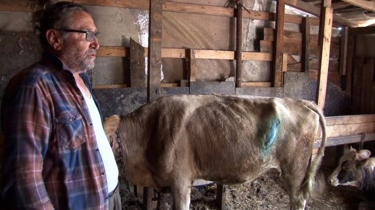 İstanbul Arnavutköy'de pes dedirten olay! 7 Hayvanın kuyruklarını Kestiler