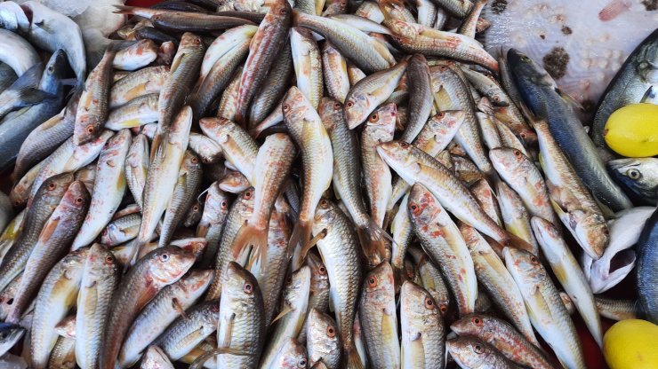 Umutlar hamsiye bağlandı