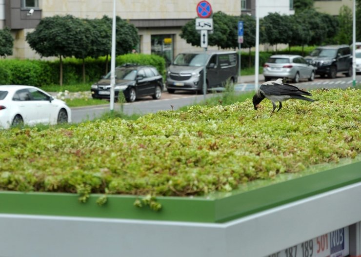 Polonya’da otobüs duraklarının çatılarına “mini bahçe” yapıldı