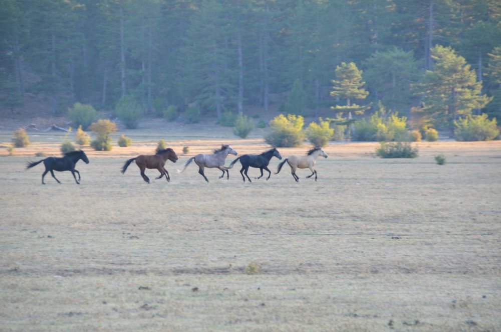 Yangından etkilenen Antalya’nın vahşi güzelliği ’yılkı atları’ yaşam alanlarına geri döndü
