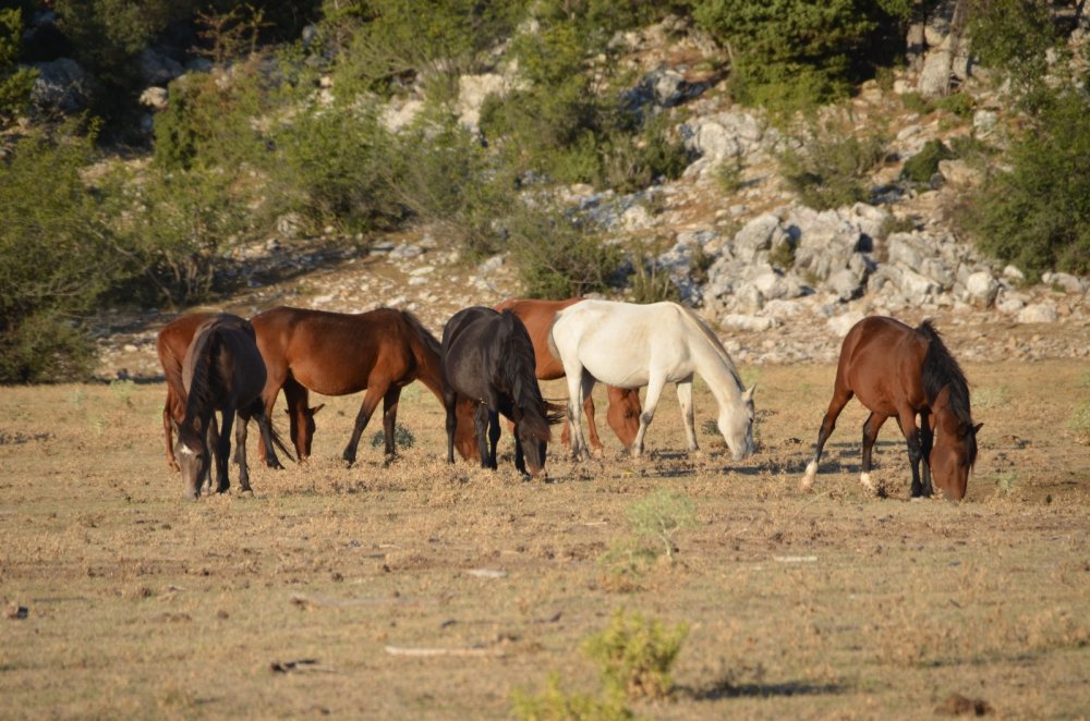 Yangından etkilenen Antalya’nın vahşi güzelliği ’yılkı atları’ yaşam alanlarına geri döndü