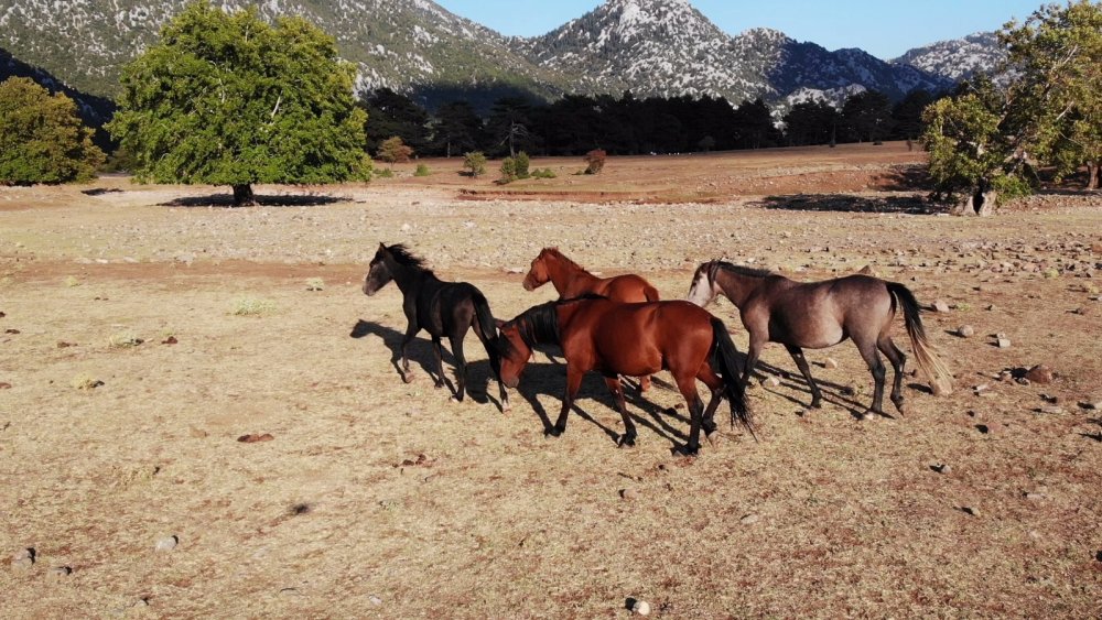 Yangından etkilenen Antalya’nın vahşi güzelliği ’yılkı atları’ yaşam alanlarına geri döndü