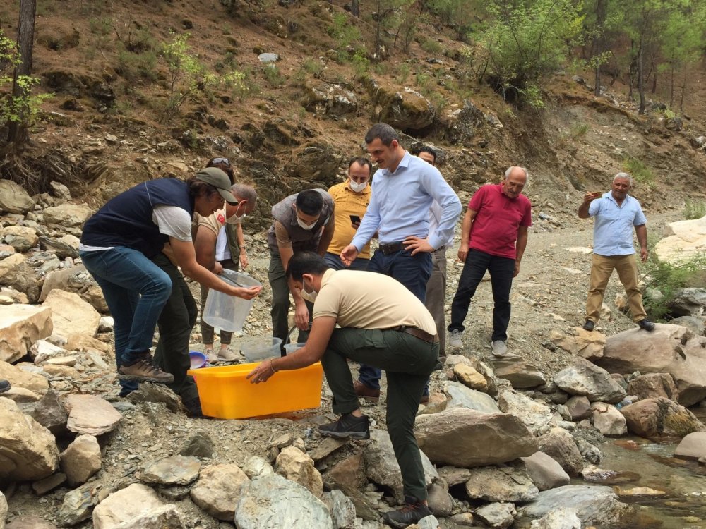 Antalya’da Alara Çayı’na 4 bin adet kırmızı benekli alabalık bırakıldı