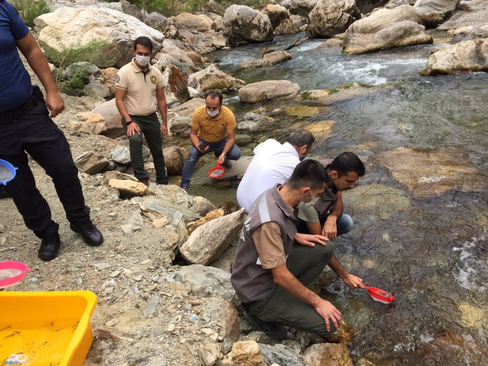 Antalya’da Alara Çayı’na 4 bin adet kırmızı benekli alabalık bırakıldı