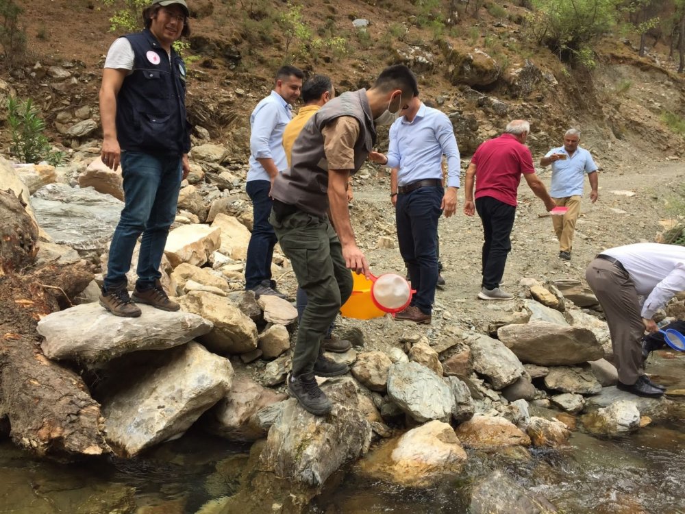 Antalya’da Alara Çayı’na 4 bin adet kırmızı benekli alabalık bırakıldı
