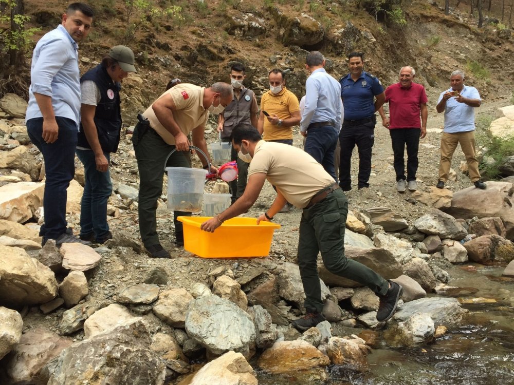 Antalya’da Alara Çayı’na 4 bin adet kırmızı benekli alabalık bırakıldı