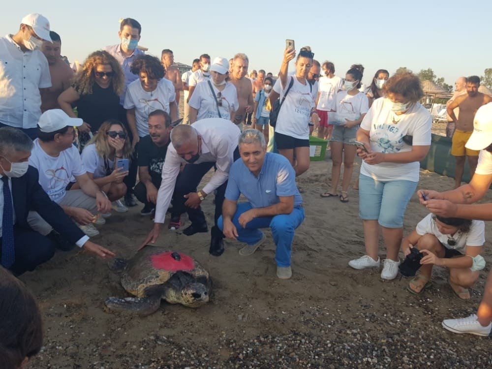 Tedavisi tamamlanan deniz kaplumbağaları yaşam alanlarına bırakıldı