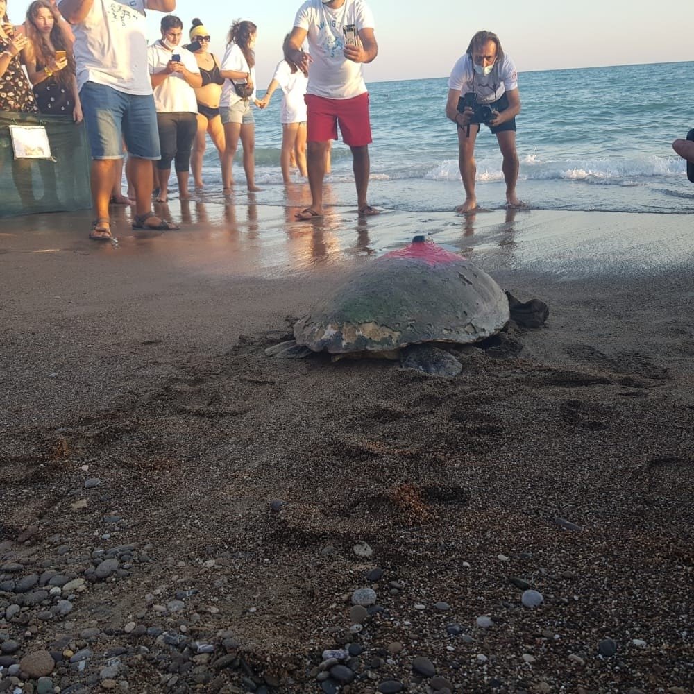 Tedavisi tamamlanan deniz kaplumbağaları yaşam alanlarına bırakıldı