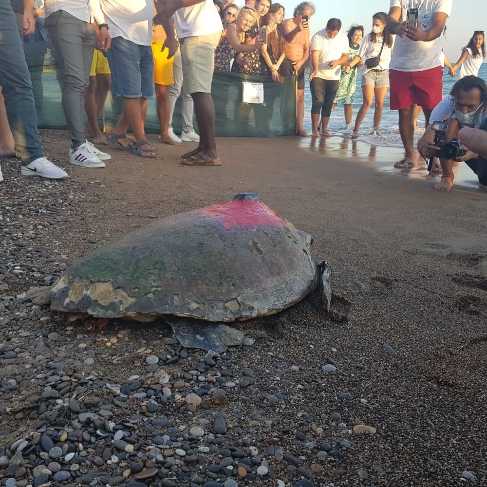 Tedavisi tamamlanan deniz kaplumbağaları yaşam alanlarına bırakıldı
