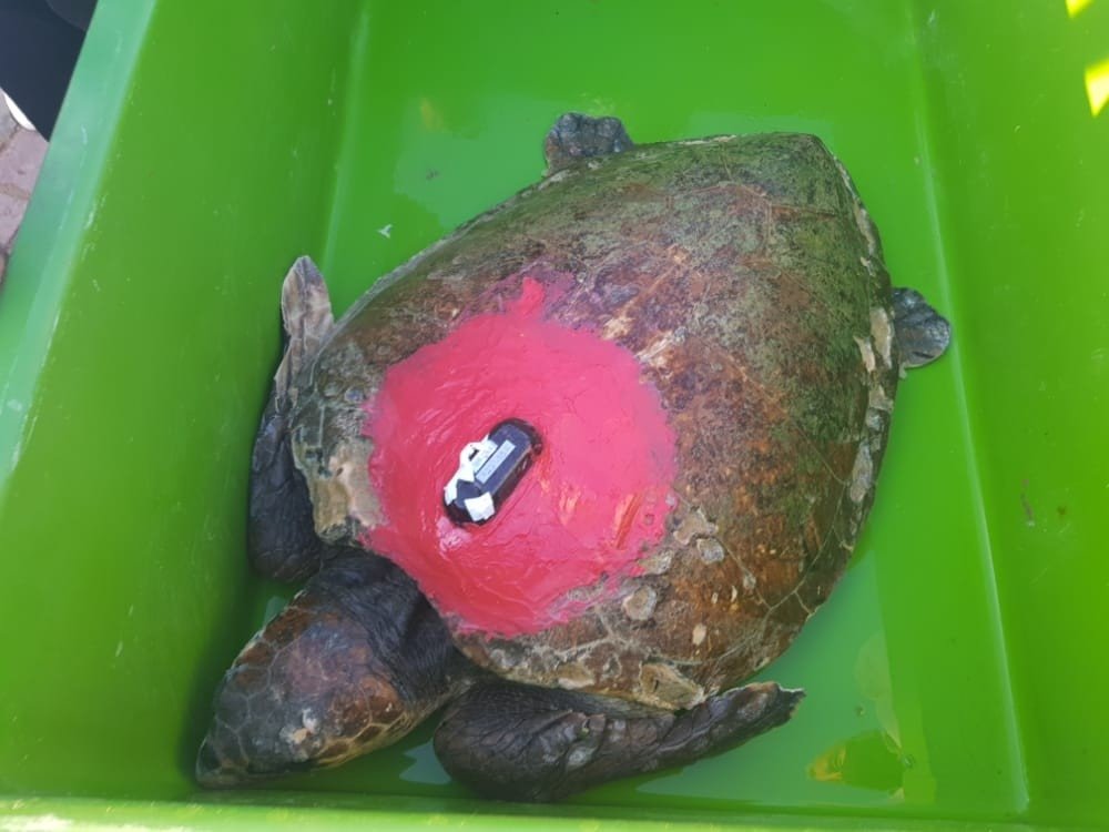 Tedavisi tamamlanan deniz kaplumbağaları yaşam alanlarına bırakıldı