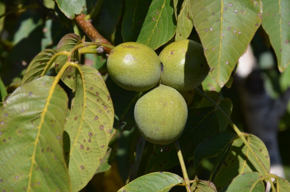 Türkiye’nin ceviz diyarında hasat başladı: İlçe ekonomisine 20 milyon katkı sağlayacak