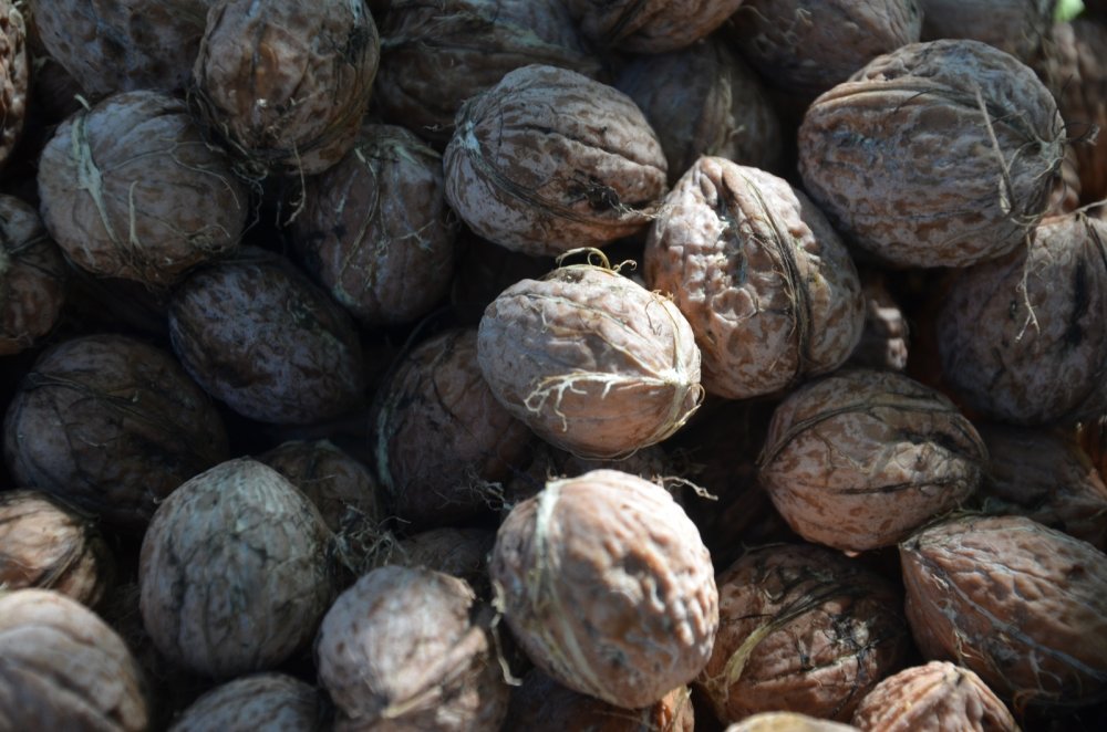 Türkiye’nin ceviz diyarında hasat başladı: İlçe ekonomisine 20 milyon katkı sağlayacak