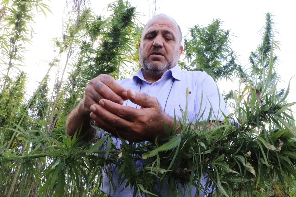 Yerli ve milli kenevirler hasat için gün sayıyor: Boyu 4,5 metreye ulaştı