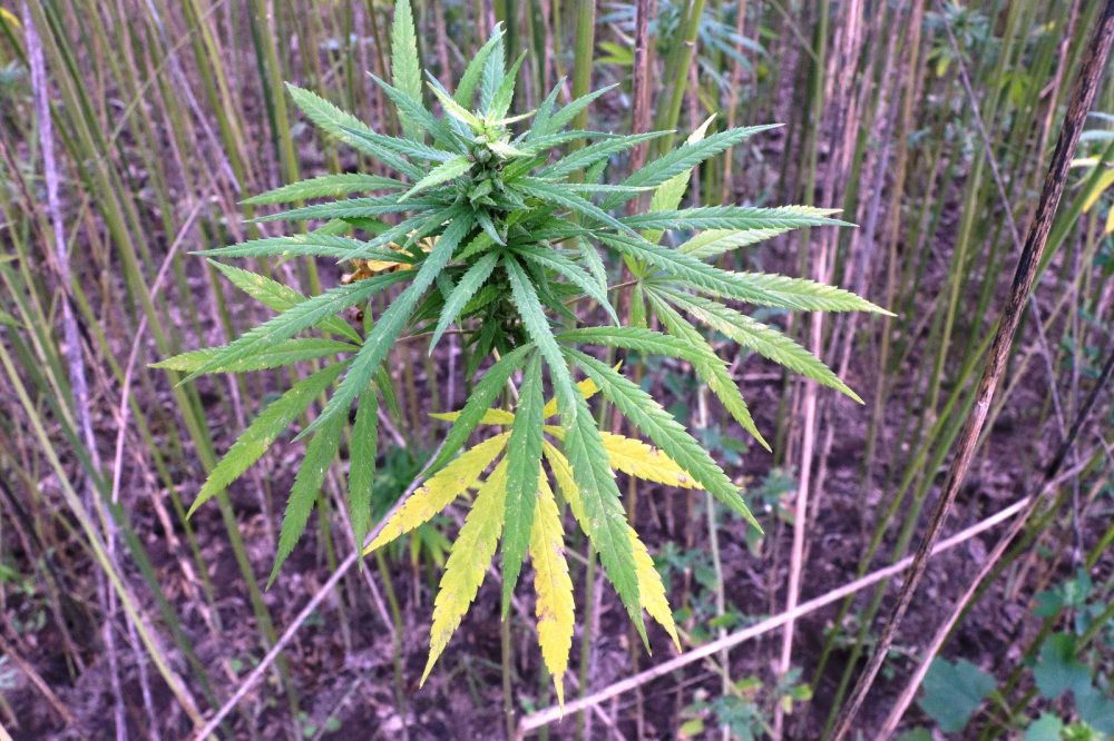 Yerli ve milli kenevirler hasat için gün sayıyor: Boyu 4,5 metreye ulaştı