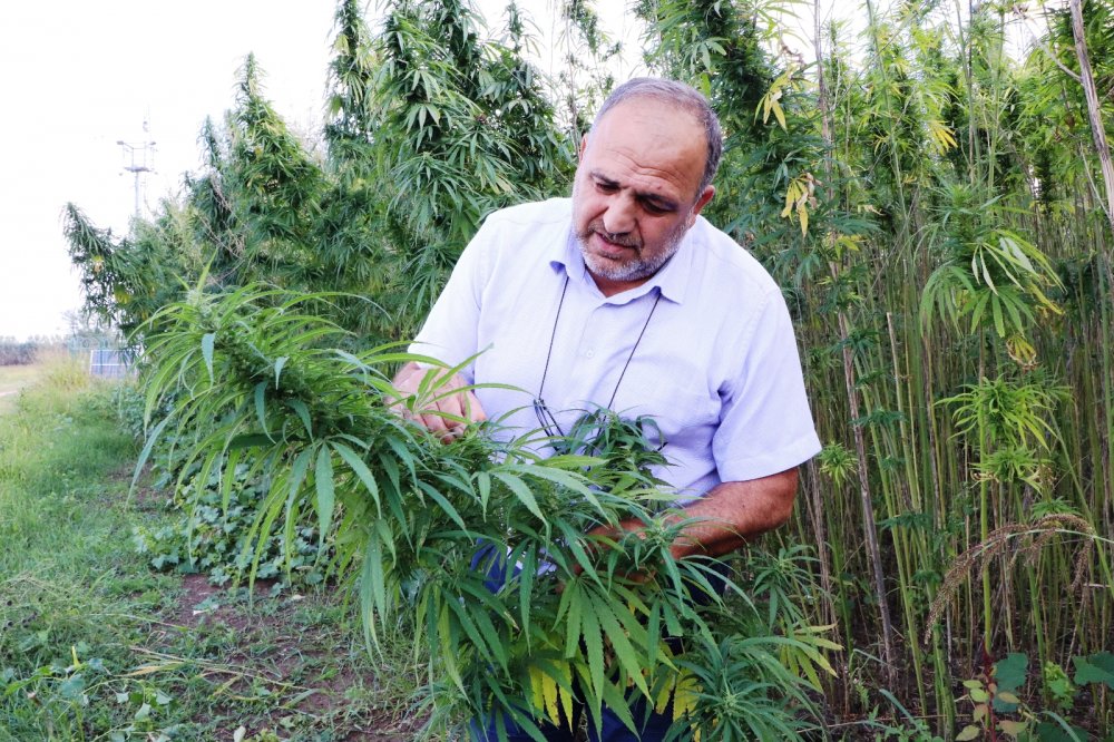 Yerli ve milli kenevirler hasat için gün sayıyor: Boyu 4,5 metreye ulaştı